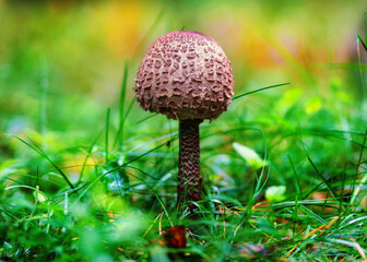 Grzybek jesienny. Poland © Leszek