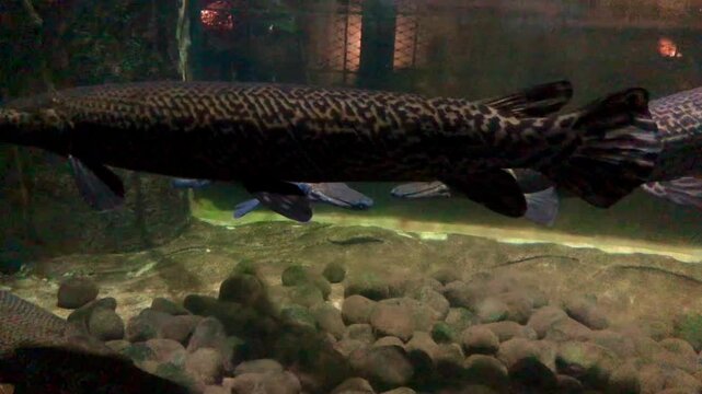 The alligator gar (Atractosteus spatula) is a euryhaline ray-finned fish in the clade Ginglymodi of the infraclass Holostei. It is the largest species in the gar family (Lepisosteidae). Spatula fish