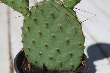 Opuntia humifusa NEW JERSEY Opuncja kaktus