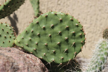 Opuntia humifusa NEW JERSEY Opuncja kaktus
