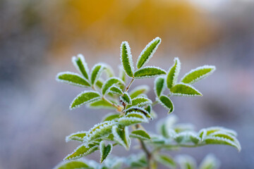 Frost-covered rosehip leaves on a bush on a blurred background