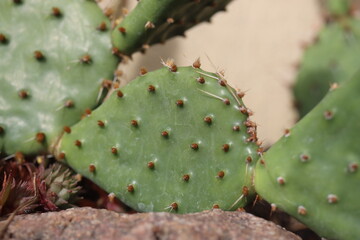 Opuntia humifusa NEW JERSEY Opuncja kaktus