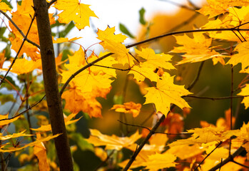 Yellow maple leaves in the forest on a tree on a sunny autumn day
