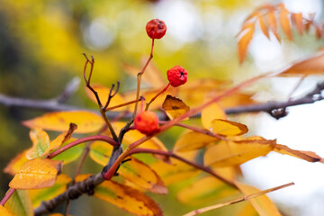 Rowan branch with red withered berries and yellow leaves