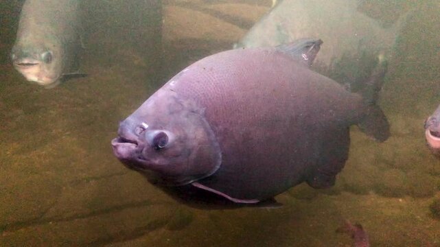 The tambaqui (Colossoma macropomum) is a large species of freshwater fish in the family Serrasalmidae. It is also known by the names black pacu, black-finned pacu, giant pacu, cachama, gamitana, pacu