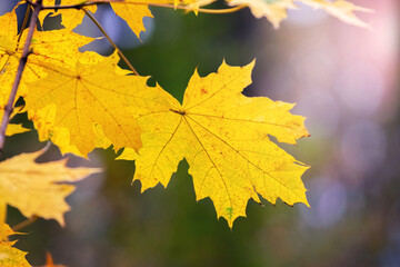 Yellow maple leaves in the forest on a tree