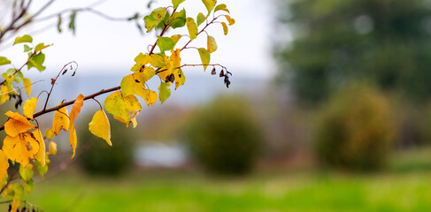 A branch of a tree with colorful autumn leaves in a meadow near a river