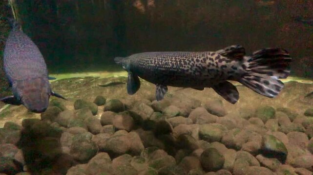 The alligator gar (Atractosteus spatula) is a euryhaline ray-finned fish in the clade Ginglymodi of the infraclass Holostei. It is the largest species in the gar family (Lepisosteidae). Spatula fish