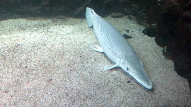 The alligator gar Albino (Atractosteus spatula) is a euryhaline ray-finned fish in the clade Ginglymodi of the infraclass Holostei. It is the largest species in the gar family (Lepisosteidae). Spatula