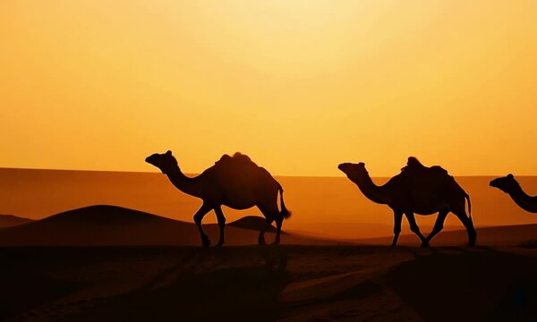 Caravan of camels walking through the desert at sunset, casting long shadows and creating a serene silhouette against the orange sky