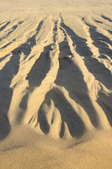 夏の鳥取砂丘とその紋様 鳥取県 鳥取砂丘