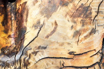 coarse texture of large diameter wood cuts