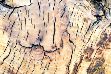 coarse texture of large diameter wood cuts