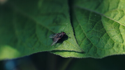  poppy chamomile cornflower fields