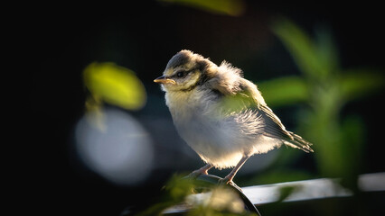  poppy chamomile cornflower fields