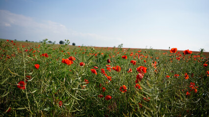 poppy chamomile cornflower fields