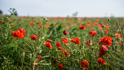 Fototapeta premium poppy chamomile cornflower fields