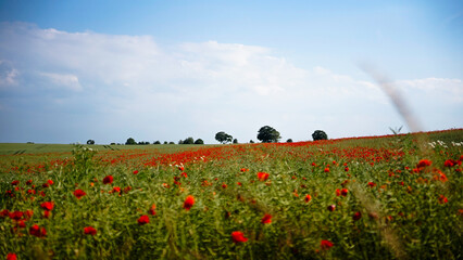 poppy chamomile cornflower fields