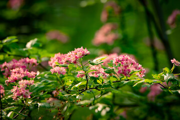pink flowers in the garden