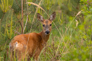 deer in the forest