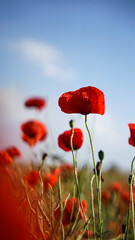 Fototapeta premium poppy chamomile cornflower fields