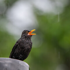 Blackbird