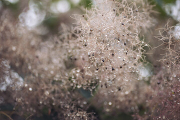 Pink flowers of smoke bush in the park in the summer after rain. Dew on plants. Beautiful background. 