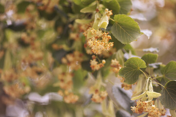Linden tree flowers clusters tilia cordata, europea, small-leaved lime, littleleaf linden bloom. Pharmacy, apothecary, natural medicine, healing herbal tea, aromatherapy. linden blossom on a tree