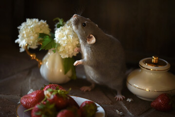 Little cute rat with strawberry and white flowers