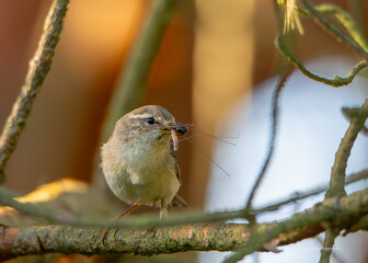 Bird with insect