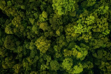Fototapeta premium A bird's-eye perspective of a dense forest, showcasing a rich tapestry of green foliage.