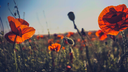 poppy chamomile cornflower fields