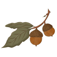 acorn and oak leaf © Zakuartor
