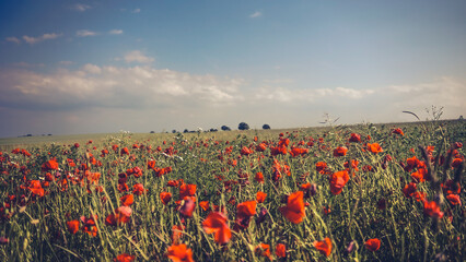 poppy chamomile cornflower fields