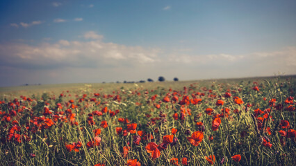 poppy chamomile cornflower fields