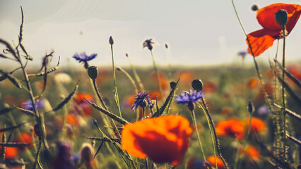 poppy chamomile cornflower fields