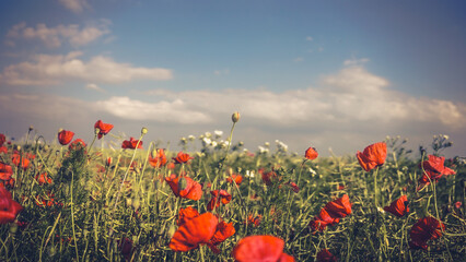 poppy chamomile cornflower fields