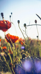 Obraz premium poppy chamomile cornflower fields