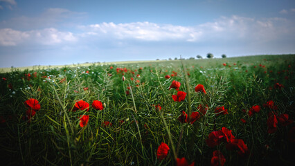 poppy chamomile cornflower fields