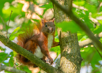 squirrel on a tree