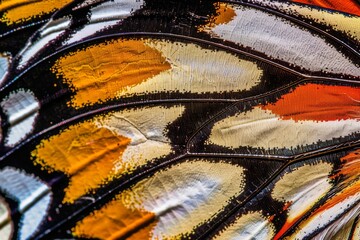 The intricate patterns and textures of a butterfly wing, captured in a close-up photograph, revealing the beauty of nature's artistry.