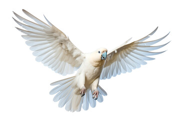 Fototapeta premium white bird flying isolated on white