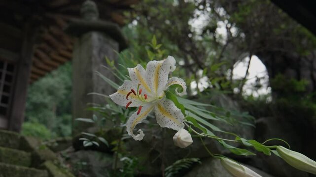 A close-up shot of a Lilium Auratum (Golden-Rayed Lily) with the pillars and rooftops of a Japanese temple in the background. Footage with correct color Profile basic. FLog2, MOVH.265 All-I 422 10bits