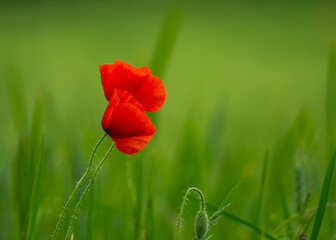 Obraz premium Polish meadow