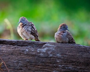 Zebra Dove, Barred Ground Dove, Peaceful Dove (Geopelia striata)