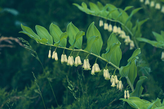 Angular Solomons seal plant in bloom in summer, Polygonatum odoratum, selective focus.