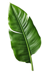 Fototapeta premium Banana leaf isolated on transparent background.