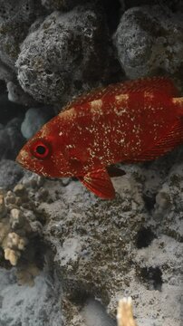 Closeup shot of Moontail bullseye in the red sea on vertical video.