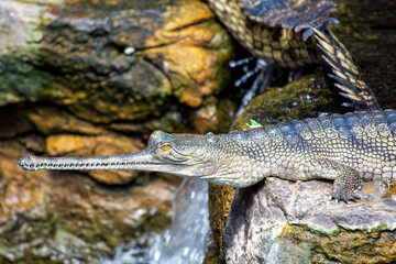 Gharial (Gavialis gangeticus) - Commonly Found in Northern India and Nepal