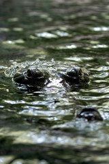 Gharial (Gavialis gangeticus) - Commonly Found in Northern India and Nepal